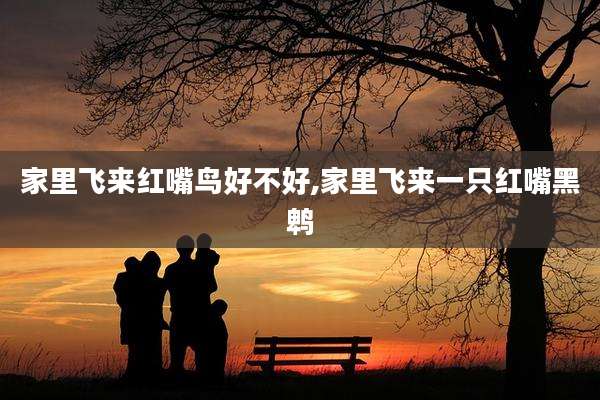 家里飞来红嘴鸟好不好,家里飞来一只红嘴黑鹎