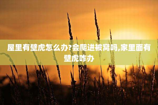 屋里有壁虎怎么办?会爬进被窝吗,家里面有壁虎咋办