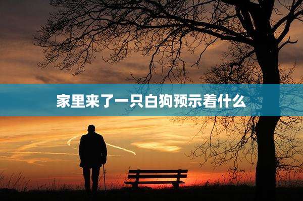 家里来了一只白狗预示着什么