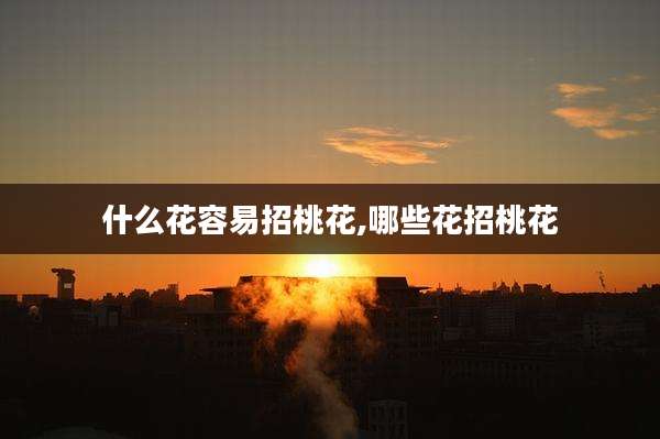 什么花容易招桃花,哪些花招桃花