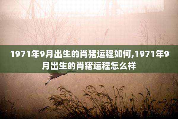 1971年9月出生的肖猪运程如何,1971年9月出生的肖猪运程怎么样