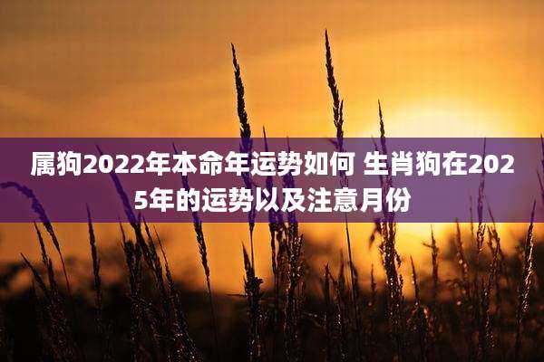 属狗2022年本命年运势如何 生肖狗在2025年的运势以及注意月份
