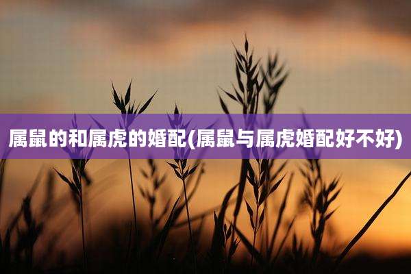 属鼠的和属虎的婚配(属鼠与属虎婚配好不好)