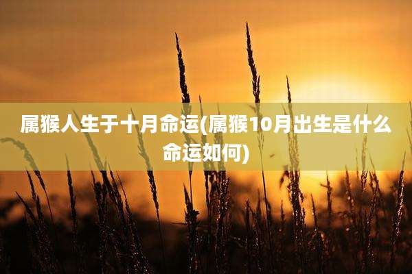 属猴人生于十月命运(属猴10月出生是什么命运如何)
