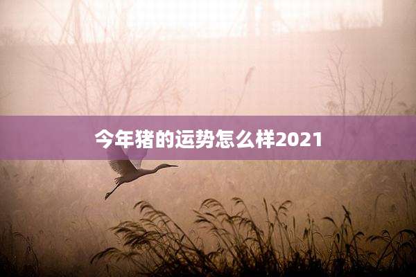 今年猪的运势怎么样2021