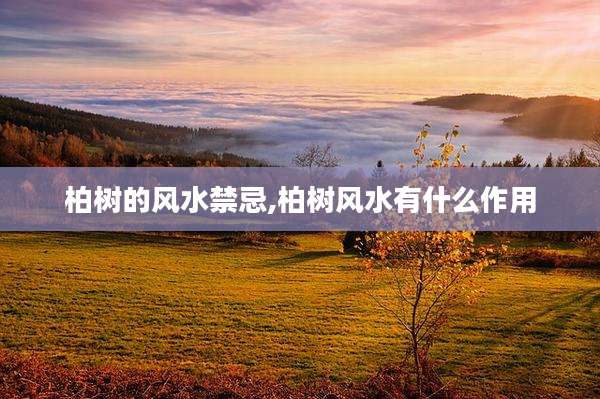 柏树的风水禁忌,柏树风水有什么作用