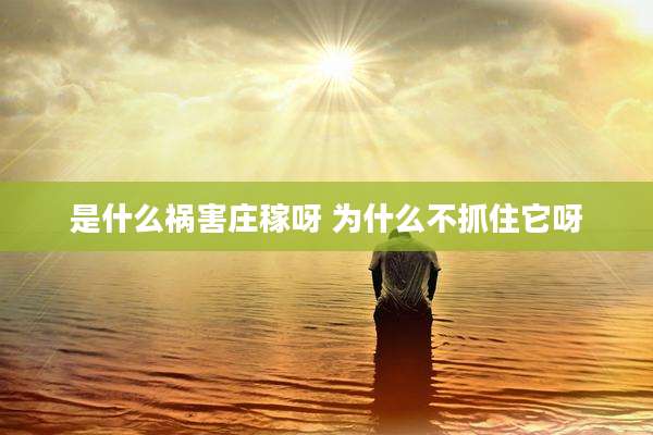 是什么祸害庄稼呀 为什么不抓住它呀