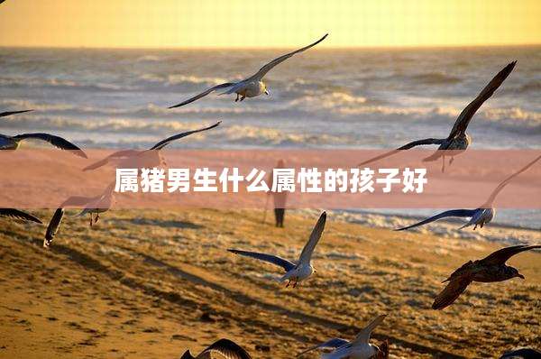 属猪男生什么属性的孩子好