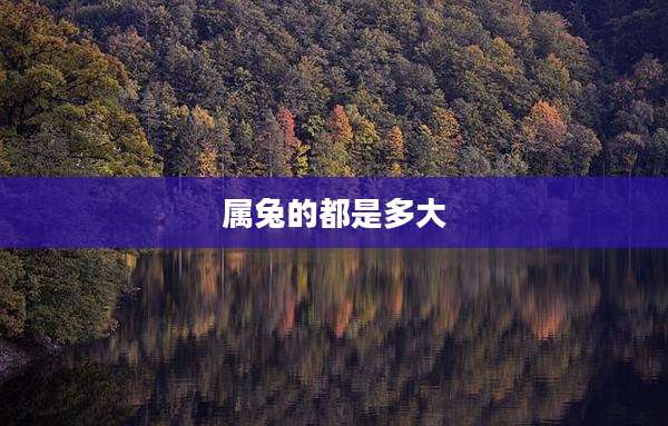 属兔的都是多大
