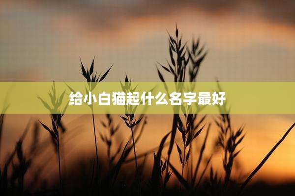 给小白猫起什么名字最好