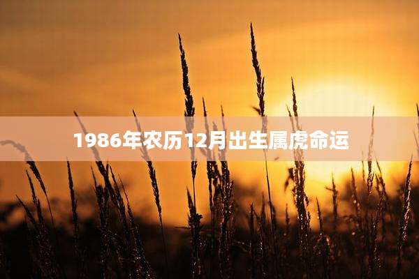 1986年农历12月出生属虎命运