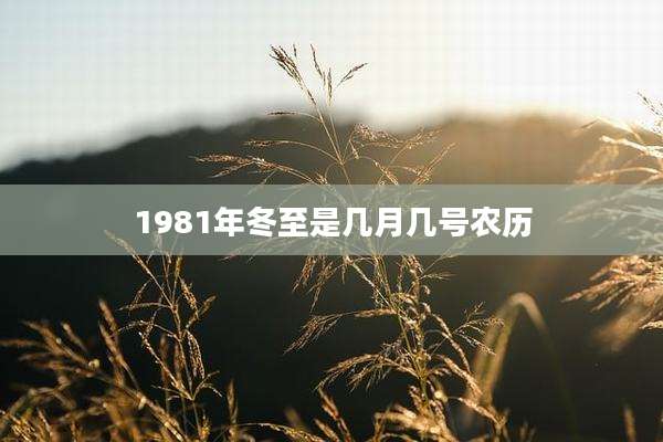 1981年冬至是几月几号农历