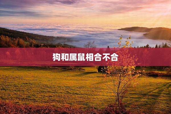 狗和属鼠相合不合