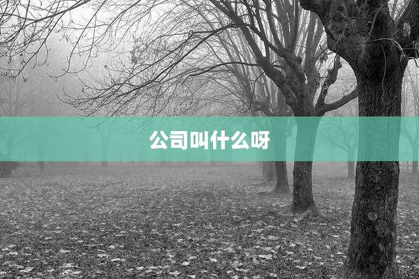 公司叫什么呀