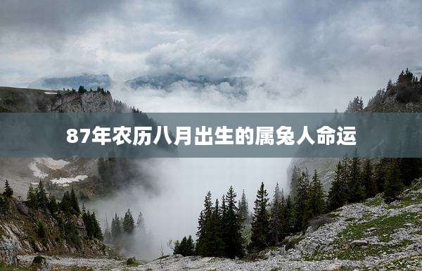 87年农历八月出生的属兔人命运