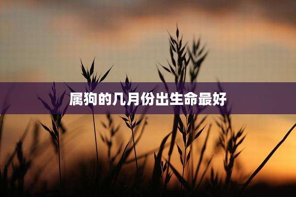 属狗的几月份出生命最好