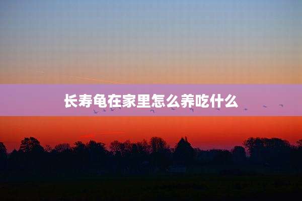 长寿龟在家里怎么养吃什么