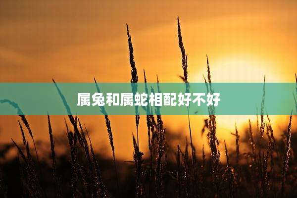 属兔和属蛇相配好不好