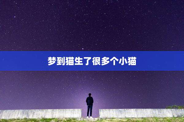 梦到猫生了很多个小猫