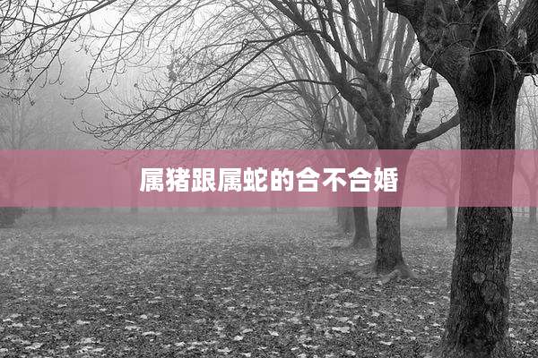 属猪跟属蛇的合不合婚