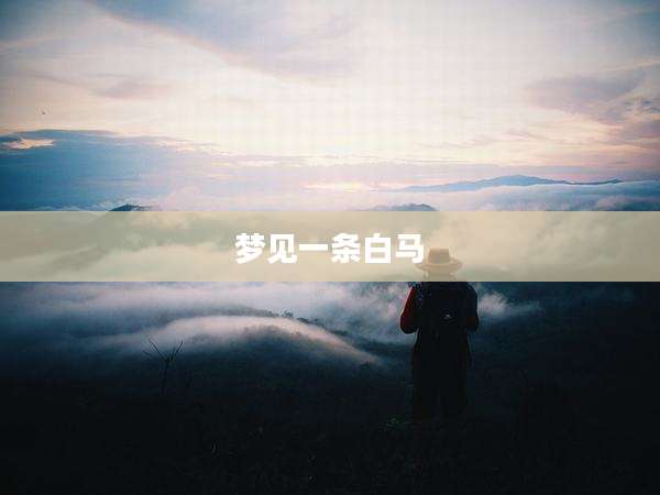 梦见一条白马
