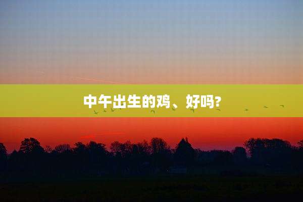 中午出生的鸡、好吗?