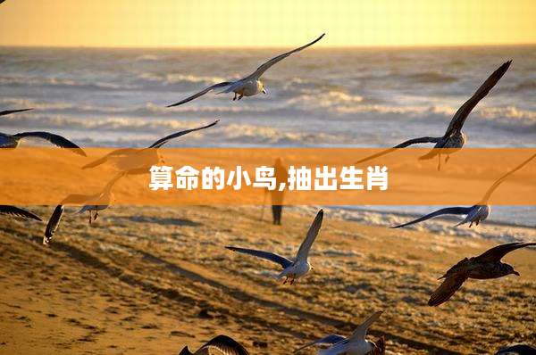 算命的小鸟,抽出生肖