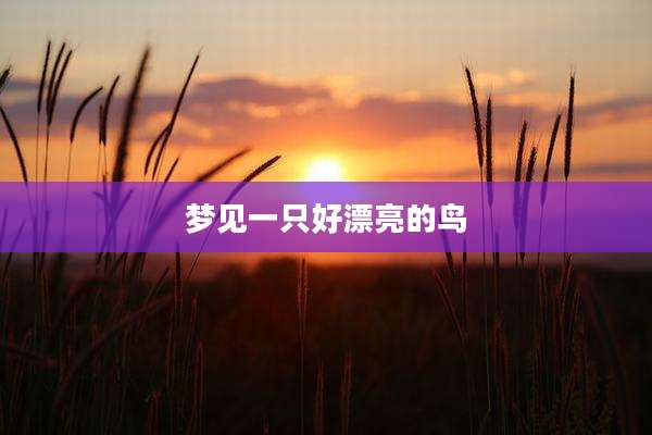 梦见一只好漂亮的鸟