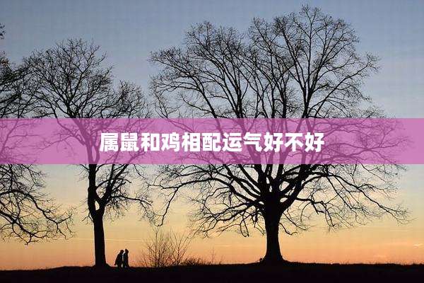 属鼠和鸡相配运气好不好