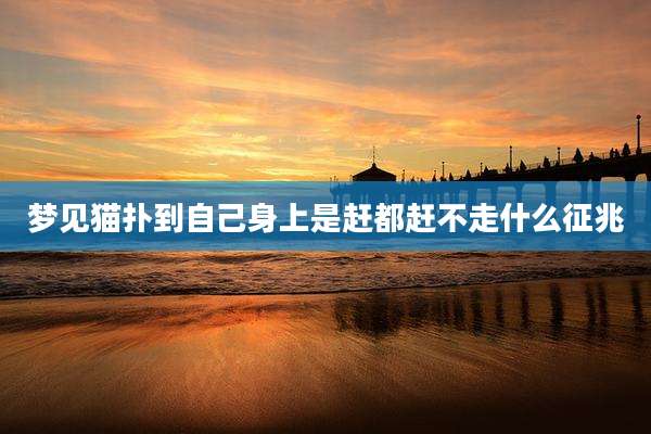 梦见猫扑到自己身上是赶都赶不走什么征兆