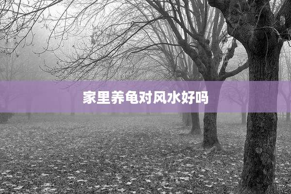 家里养龟对风水好吗