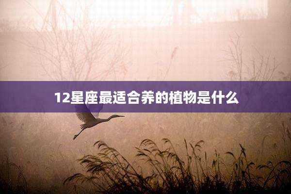 12星座最适合养的植物是什么