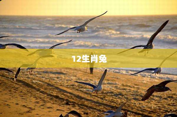 12生肖兔