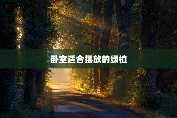 卧室适合摆放的绿植