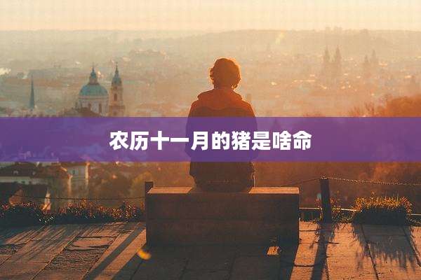 农历十一月的猪是啥命