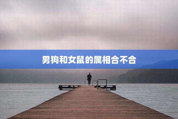 男狗和女鼠的属相合不合