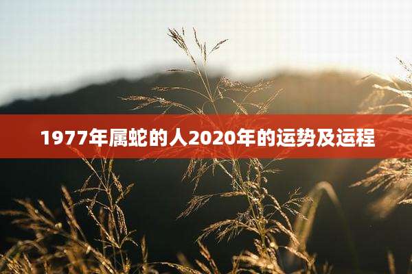 1977年属蛇的人2020年的运势及运程