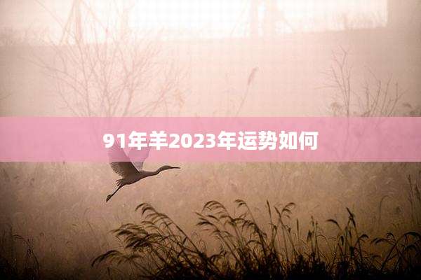 91年羊2023年运势如何