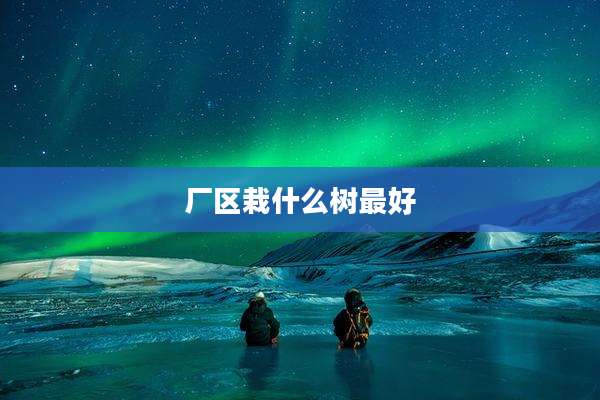 厂区栽什么树最好