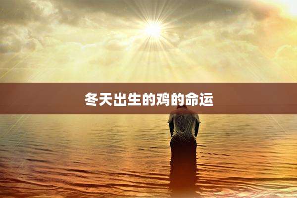 冬天出生的鸡的命运