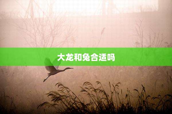 大龙和兔合适吗