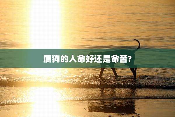 属狗的人命好还是命苦?