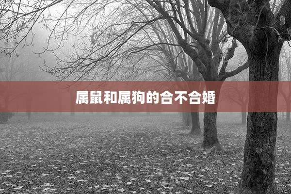 属鼠和属狗的合不合婚