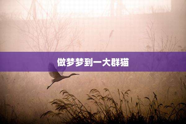 做梦梦到一大群猫