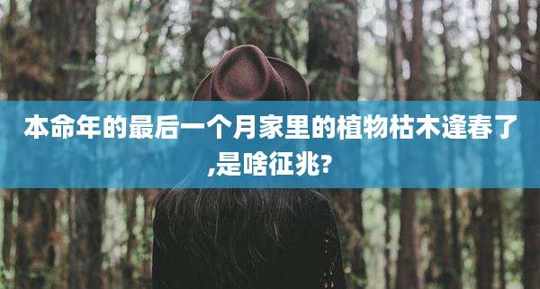 本命年的最后一个月家里的植物枯木逢春了,是啥征兆?