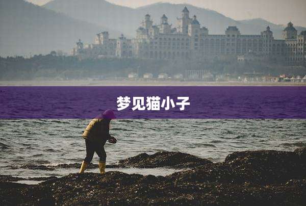 梦见猫小子