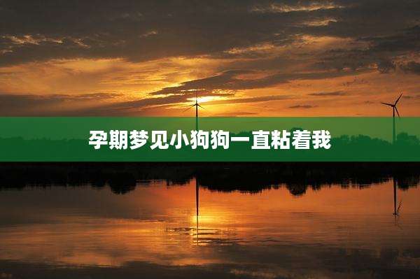 孕期梦见小狗狗一直粘着我