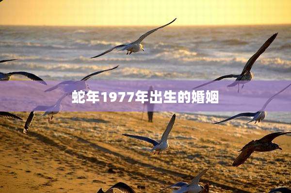 蛇年1977年出生的婚姻