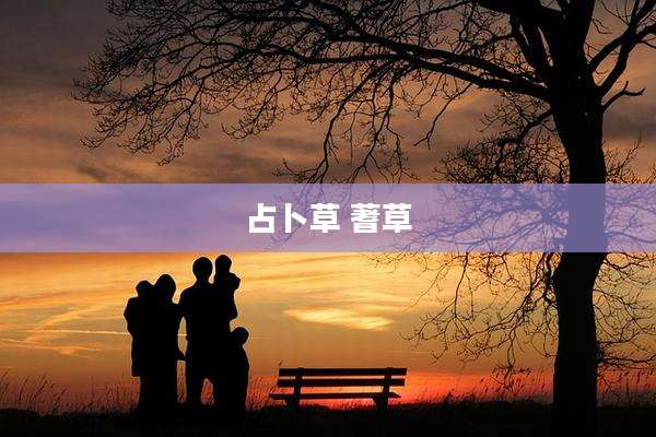 占卜草 蓍草