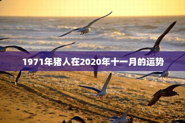 1971年猪人在2020年十一月的运势